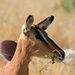 Impala-Antilope, Etosha, Namibia