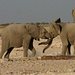 Junge Elefanten, Etosha, Namibia