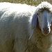 Schaf Nr. 852-920 auf den Greiwiesen. <br />Lange Ohren, hübsche Frisur und ´nen dicken selbstgestrickten Woll-Pullover an.
