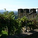 Der steile Felskegel der Riegersburg bietet ideales Gelände für den Weinbau.