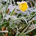 Eine Eisblume.