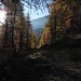 tra i larici e l'ombra