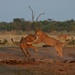 Spielende Löwen, Chobe, Botswana