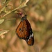 Schmetterling, Chobe, Botswana