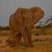 Elefant, Chobe, Botswana