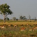 Lechwe-Antilopen, Moremi, Okavango, Botswana