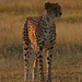 Gepard, Moremi, Okavango, Botswana