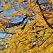 leuchtendes Herbst-Gold