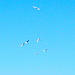 6 Silberreiher (Egretta alba) überfliegen das NSG der Koldinger Teiche.