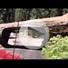 Sequoia National Park - Fahrt durch Tunnel Log.