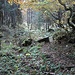 wilde Natur