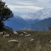 Schafe mit bekanntem Hintergrund (Copyright [u mel])