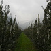 Apfelplantage kurz vor dem Dorf