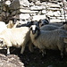 Curious sheep at Alpe Ganarioli
