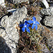 Es gab noch etliche solche blaue Tupfer