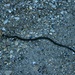 Diese Schlange lag mitten auf dem Strässchen. Die Art ist mir leider nicht bekannt.