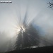 Wunderschöne Sonne-Nebel-Impressionen