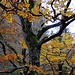 Herbstlicher Wald im Brüeltobel.