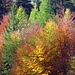 Herbstfarben