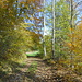 Herbstlicher Wald beim Abstieg nach Zeglingen