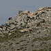 Gipfel Chullo - Eine Schafherde zieht vorüber, hier ist sie noch in einiger Entfernung (Zoom).