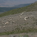 Gipfel Chullo - Eine Schafherde zieht vorüber.