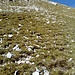 zunaechst Schrofenwiese