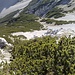 Hier geht's durch den Latschengürtel hoch