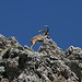 Im Aufstieg zum Trevenque - Ein Iberischer Steinbock (Capra pyrenaica) beobachtet hoch oben im östlichen Felshang die Umgebung (Zoom).
