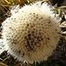 Verblühte Silberdistel