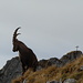 Hundsteinbock II