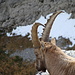 Dem Steinbock über die Schulter geschaut