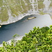 Legföhren über dem Fählensee II
