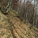 Abstieg von der Altenalp zum Seealpsee: Schon fast Tessiner Laubwald-Ambiente...