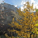 Marwees durch Herbstlaub.