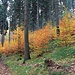 Herbstliches Buchenunterholz