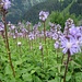 Alpenmilchlattich-Flur (Cicerbite alpina)
