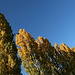 Herbstliche "Stockalper"-Pappeln