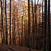 Letztes Aufleuchten beim Eintauchen in den dunklen Herbstwald oberhalb Les Gros Fornis