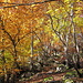 Herbstlicher Wald I