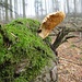 Stilleben: Pilz auf Baum-"Achse", mit wenigen Spinnweben