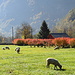 Friedliche Schafe bei Alnasca