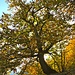 Kastanienbaum