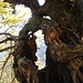 Ein Baum mit Durchblick