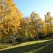 Herbstgold