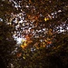Lichtspiele im Buchenlaub