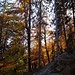 Buchen  im Licht