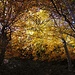 Herbstfeuer