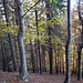 Lichter Wald bei Larecc