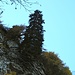 nochmals so ein Baum